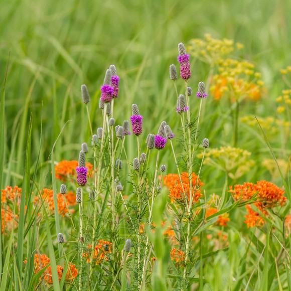 Meet your Posher, Prairie Summer - Picture 1 of 1